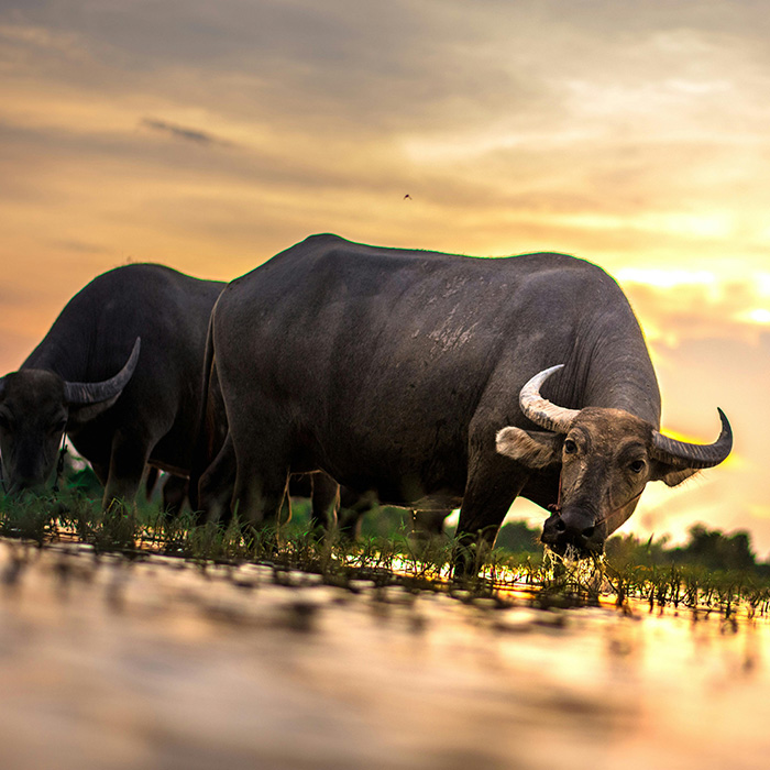 Vietnam A20 Esploratore - Baia di Halong e Delta Mekong