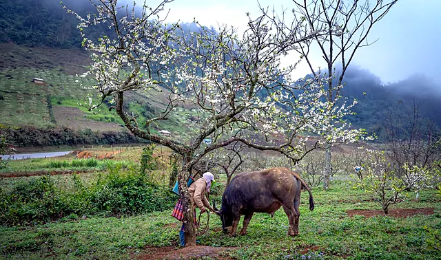 Vietnam