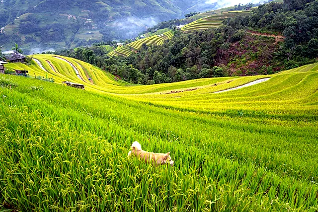 Vietnam