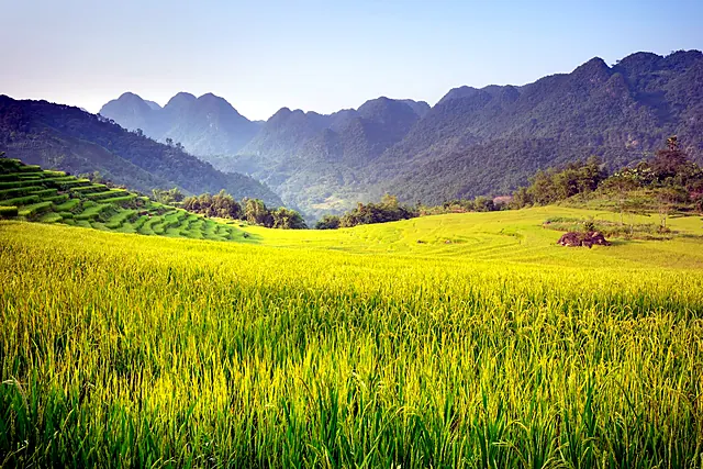Vietnam