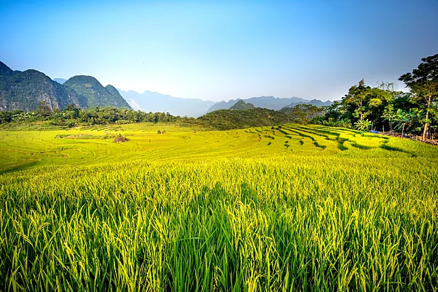Vietnam